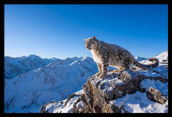 Asian Snow Leopard Perched Majestically