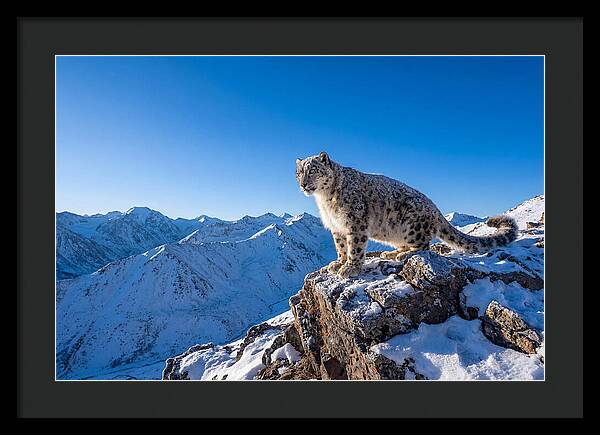 Asian Snow Leopard Perched Majestically