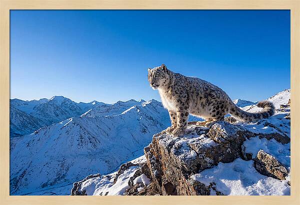 Asian Snow Leopard Perched Majestically