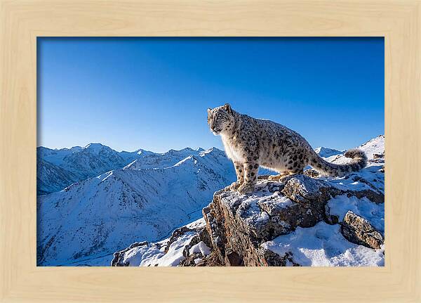 Asian Snow Leopard Perched Majestically