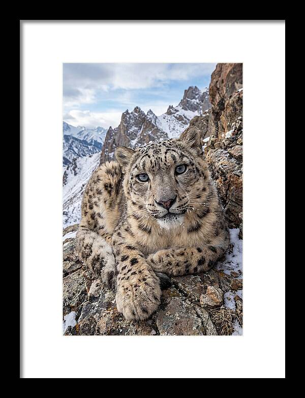Asian Snow Leopard Resting Majestically
