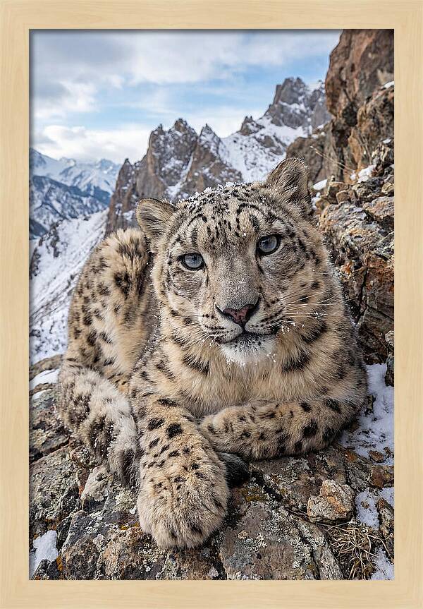Asian Snow Leopard Resting Majestically