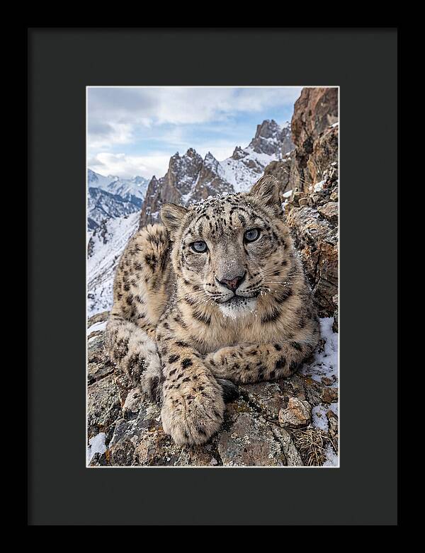 Asian Snow Leopard Resting Majestically