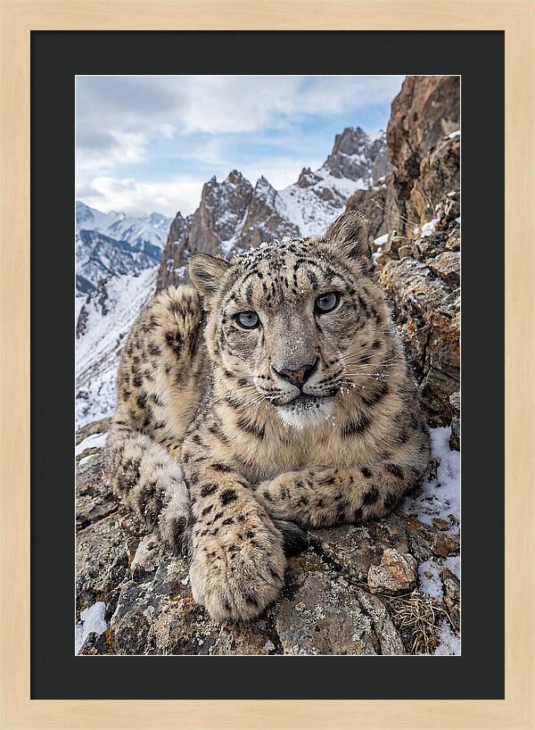 Asian Snow Leopard Resting Majestically