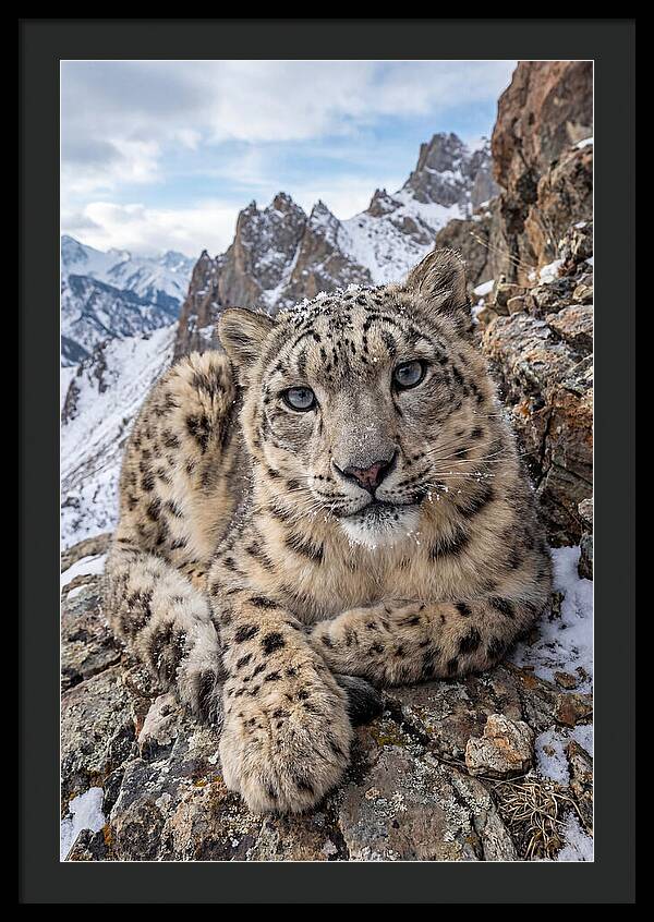 Asian Snow Leopard Resting Majestically