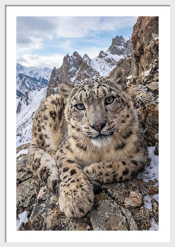Asian Snow Leopard Resting Majestically