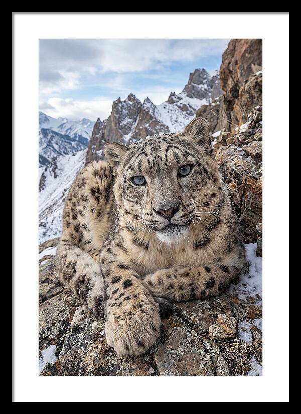 Asian Snow Leopard Resting Majestically