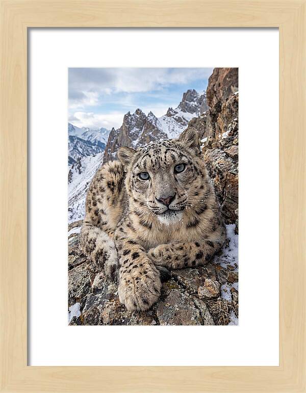 Asian Snow Leopard Resting Majestically