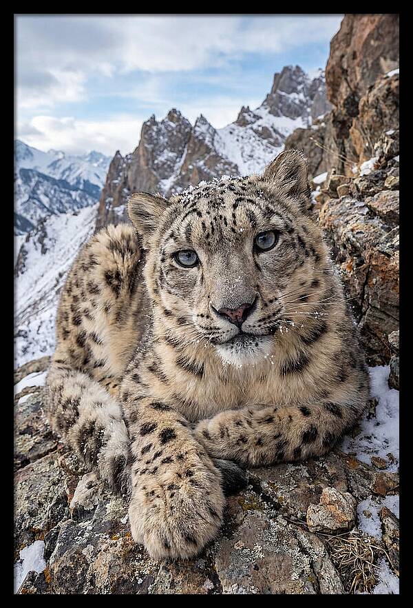 Asian Snow Leopard Resting Majestically