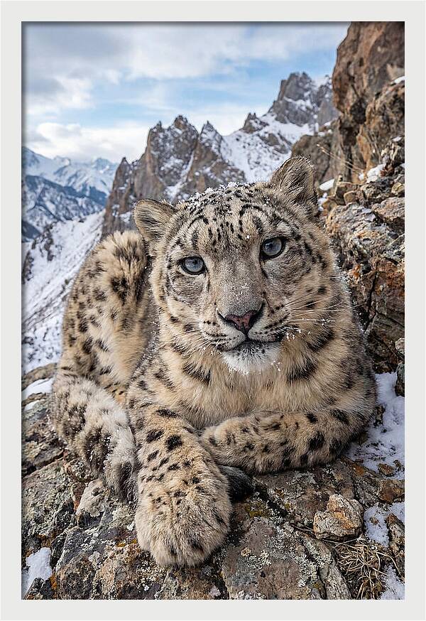 Asian Snow Leopard Resting Majestically