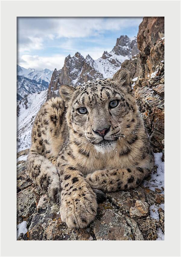 Asian Snow Leopard Resting Majestically