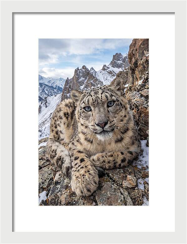 Asian Snow Leopard Resting Majestically