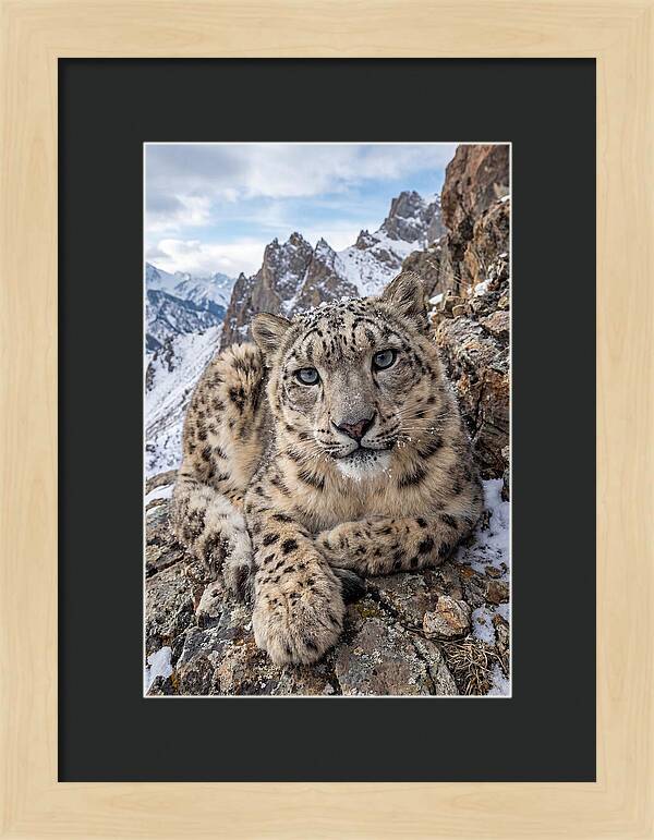 Asian Snow Leopard Resting Majestically
