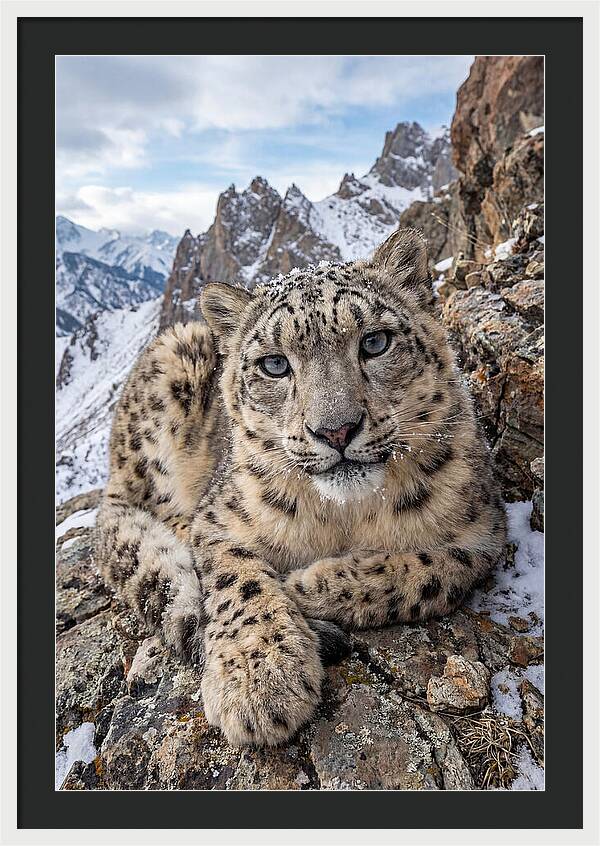 Asian Snow Leopard Resting Majestically
