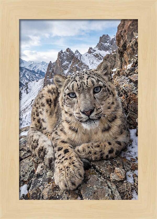 Asian Snow Leopard Resting Majestically