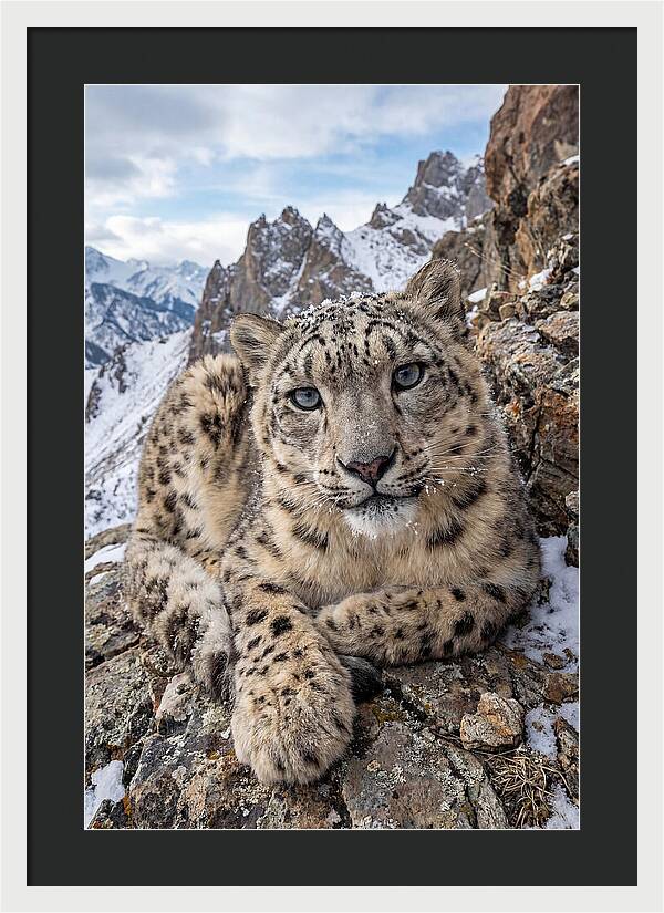 Asian Snow Leopard Resting Majestically