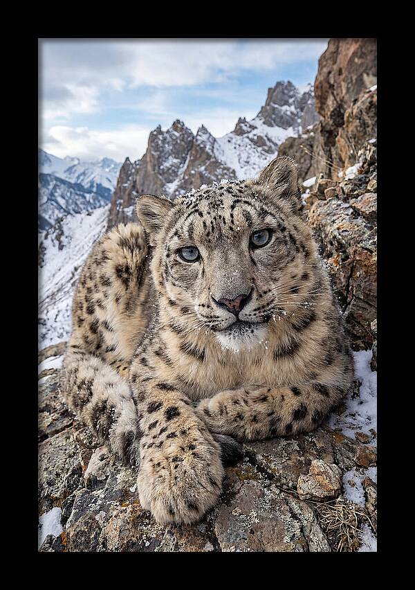 Asian Snow Leopard Resting Majestically