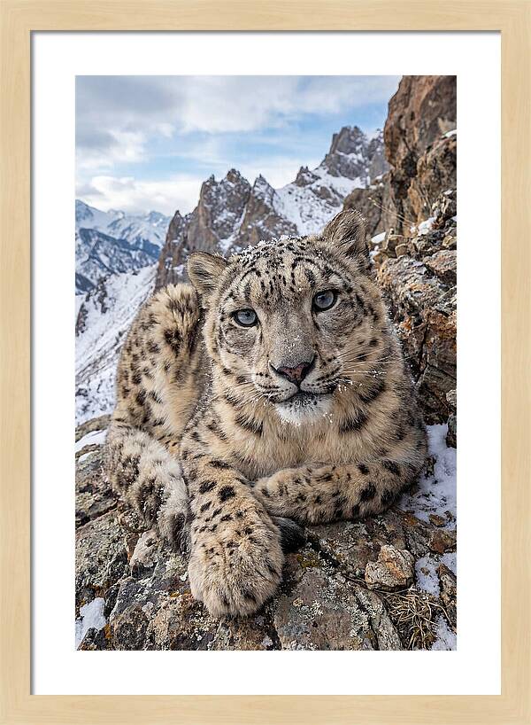 Asian Snow Leopard Resting Majestically
