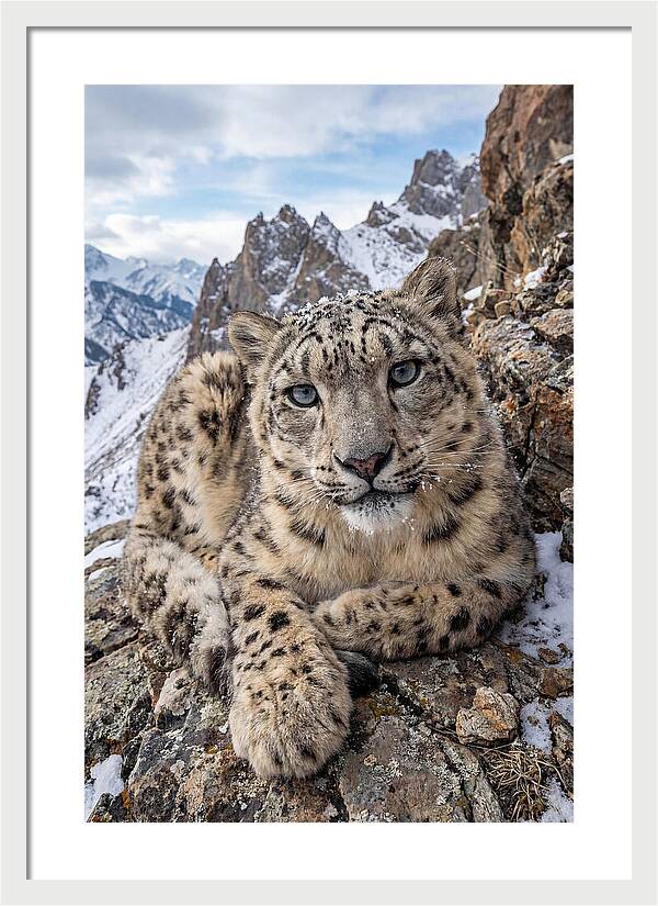 Asian Snow Leopard Resting Majestically