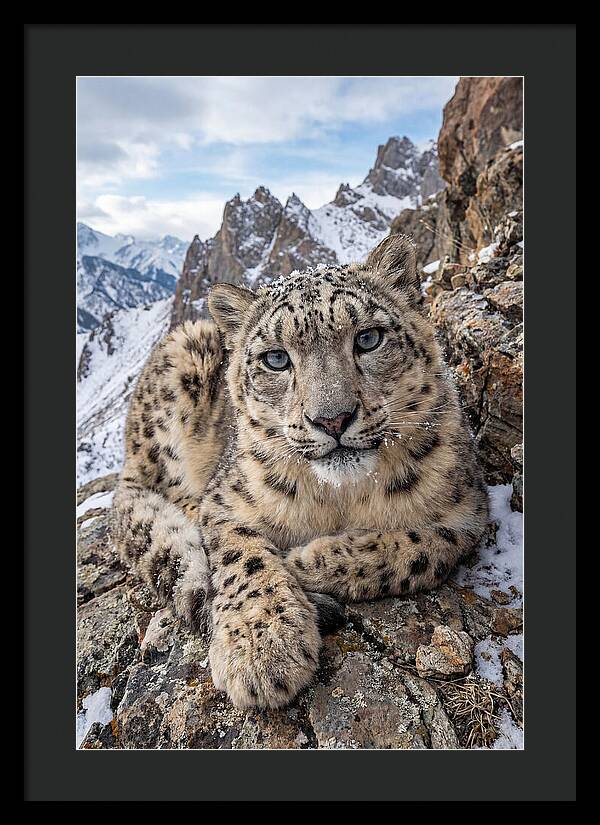 Asian Snow Leopard Resting Majestically