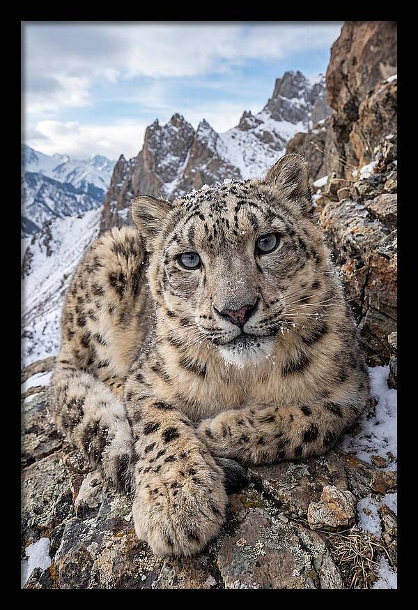 Asian Snow Leopard Resting Majestically