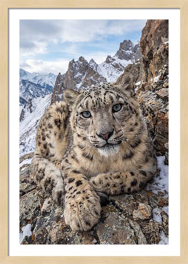 Asian Snow Leopard Resting Majestically