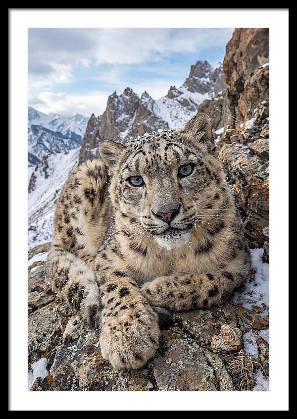 Asian Snow Leopard Resting Majestically