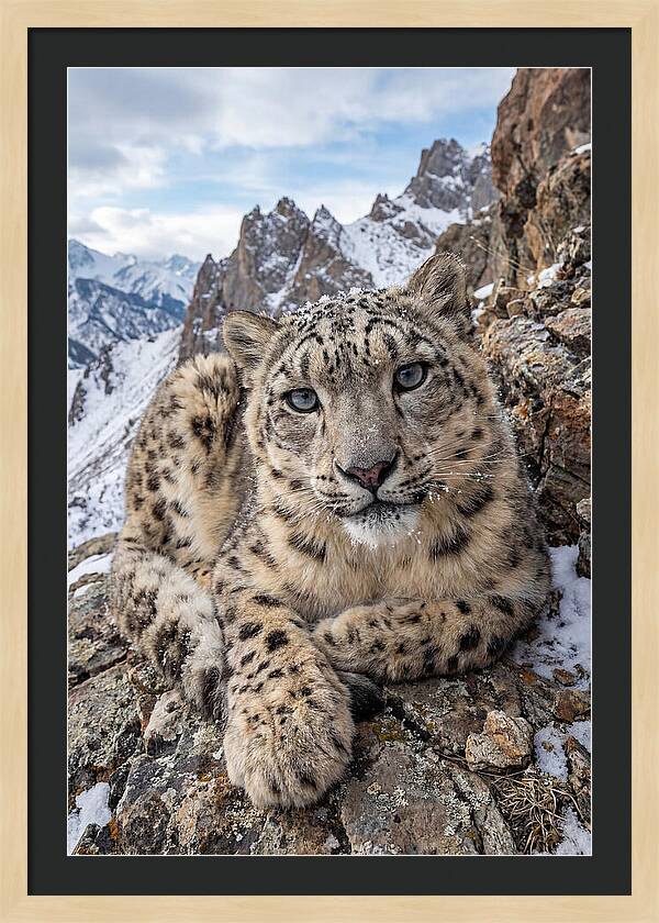 Asian Snow Leopard Resting Majestically