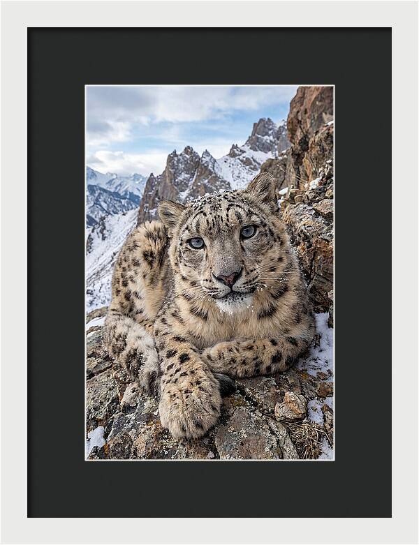 Asian Snow Leopard Resting Majestically