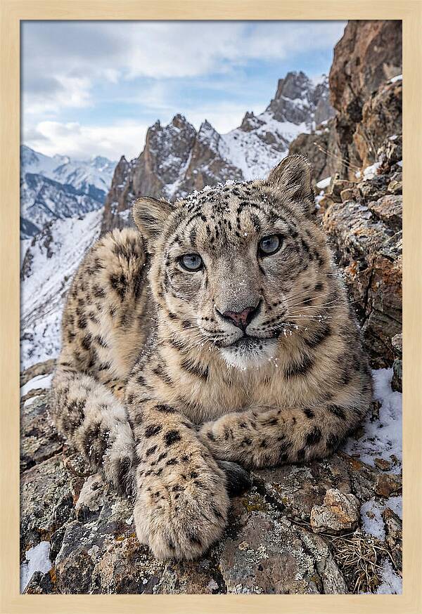 Asian Snow Leopard Resting Majestically