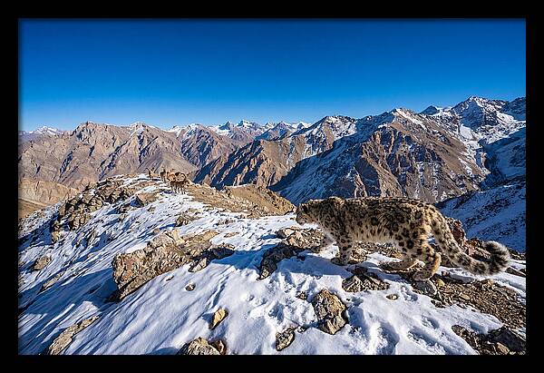 Asian Snow Leopard Stalking Prey