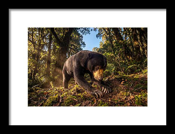 Asian Sun Bear Feeding