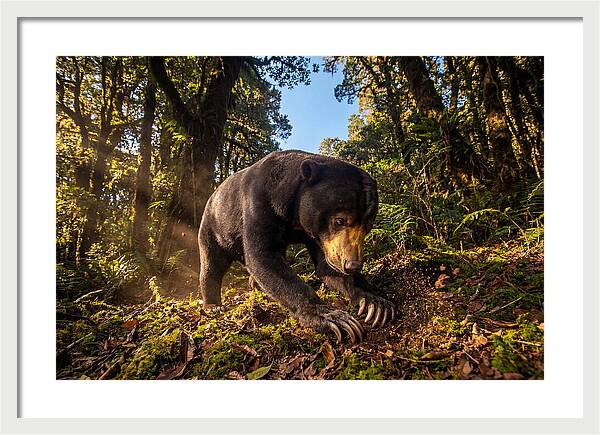 Asian Sun Bear Feeding