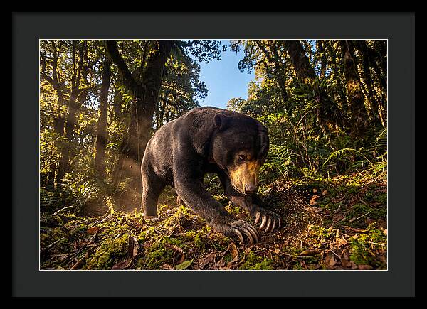 Asian Sun Bear Feeding