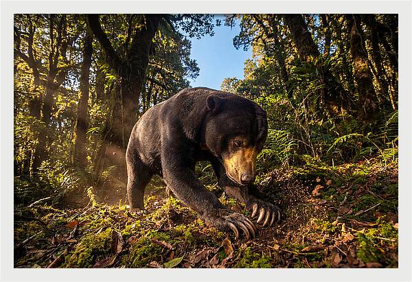 Asian Sun Bear Feeding