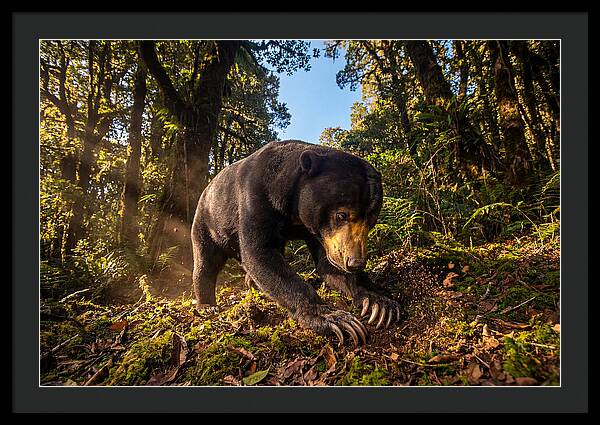 Asian Sun Bear Feeding