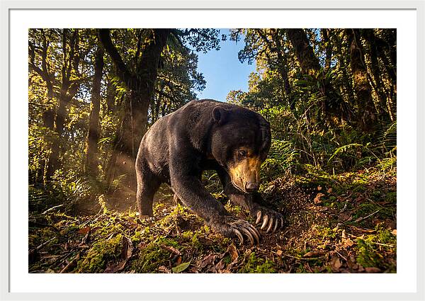 Asian Sun Bear Feeding