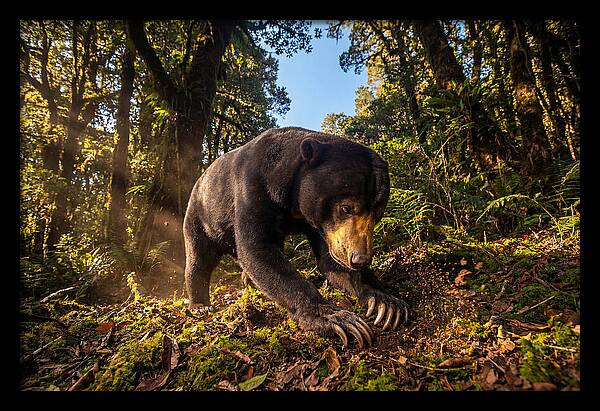 Asian Sun Bear Feeding