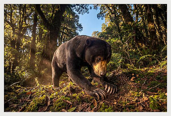 Asian Sun Bear Feeding