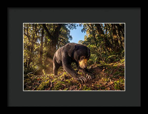 Asian Sun Bear Feeding