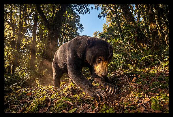 Asian Sun Bear Feeding