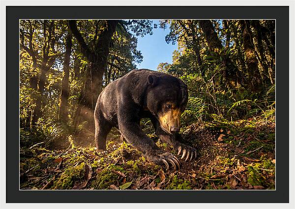 Asian Sun Bear Feeding