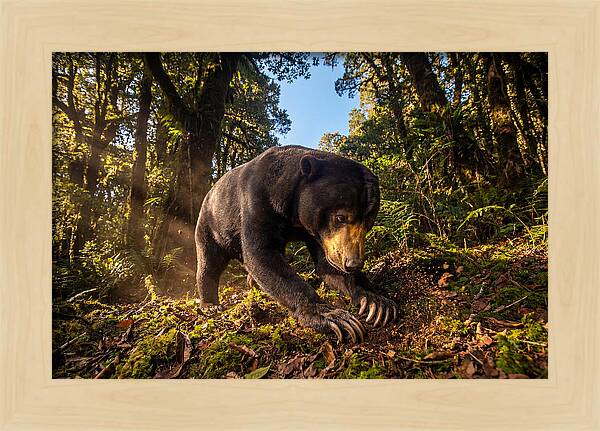 Asian Sun Bear Feeding