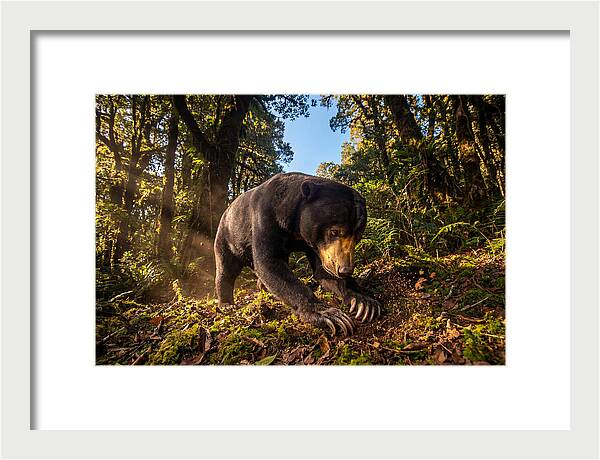 Asian Sun Bear Feeding