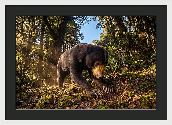 Asian Sun Bear Feeding