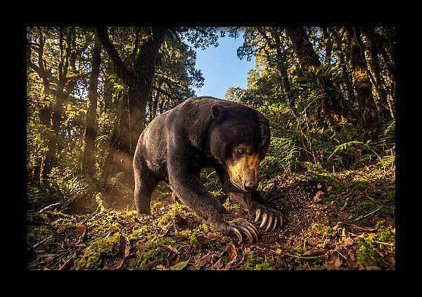 Asian Sun Bear Feeding