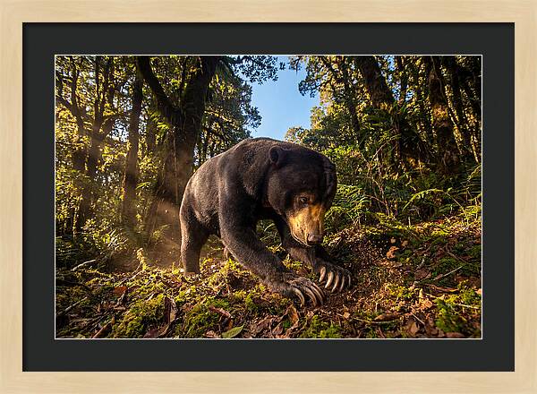 Asian Sun Bear Feeding