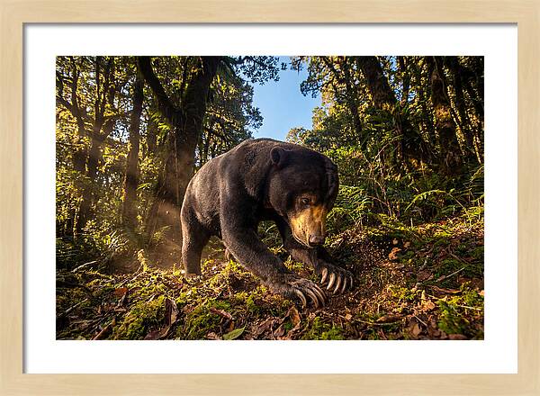 Asian Sun Bear Feeding
