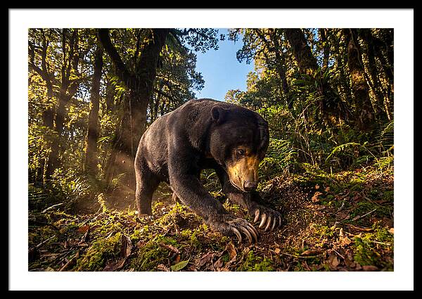 Asian Sun Bear Feeding