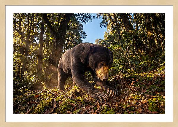 Asian Sun Bear Feeding